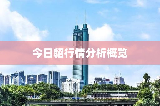 今日貂行情分析概覽