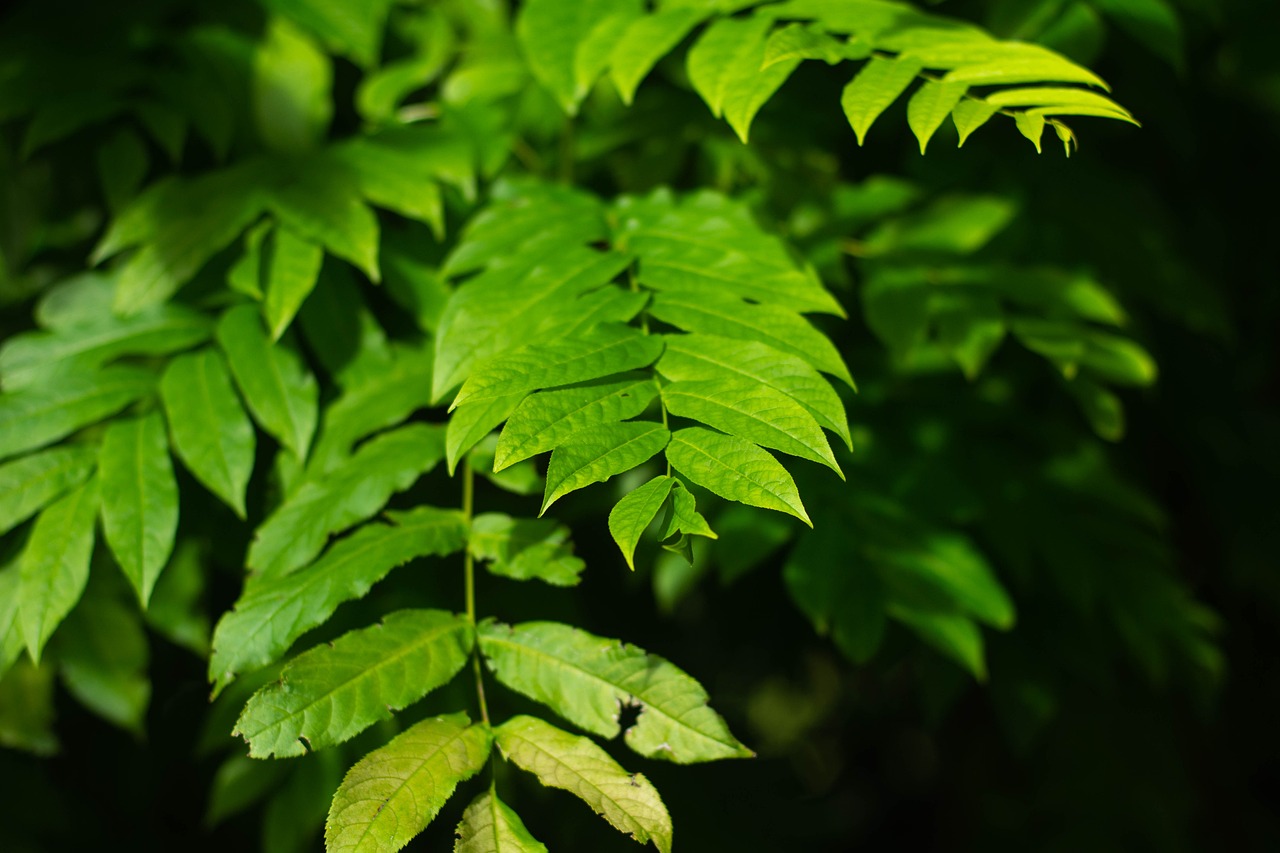 晴嶼花綿綿 第28頁