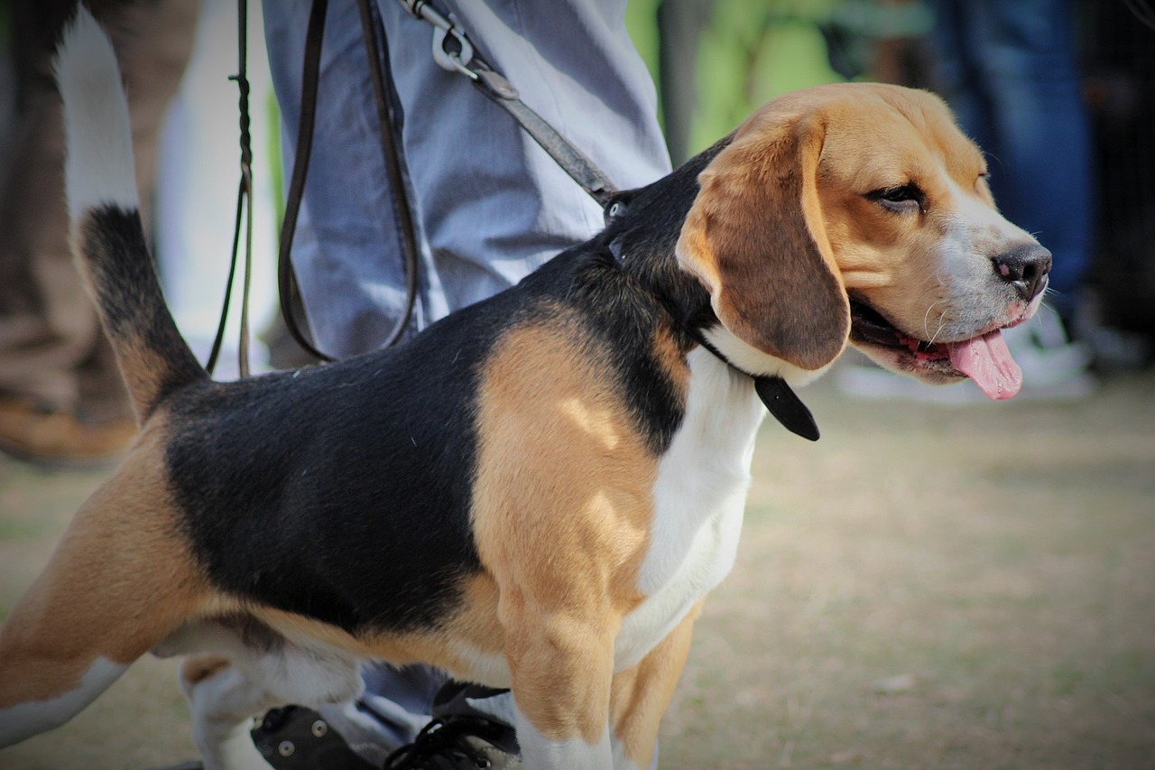 最新泰迪犬品種介紹，展現(xiàn)多樣性與獨特魅力