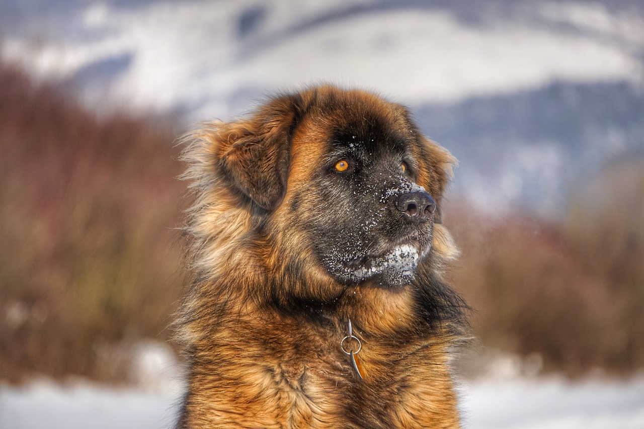 犬比賽，展現(xiàn)犬類魅力的競技盛宴