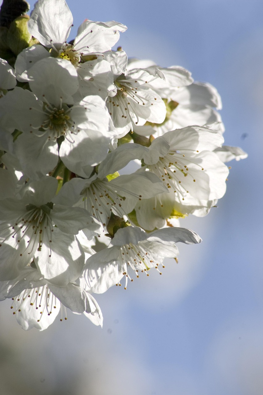 情滿雪陽(yáng)花電視劇全集深度解析與感悟心得分享