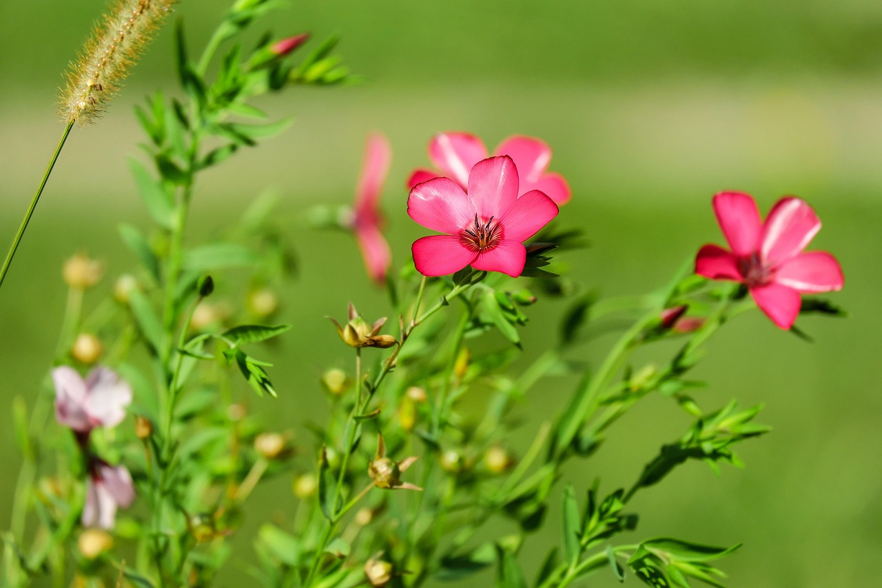 花朵之藍 第17頁
