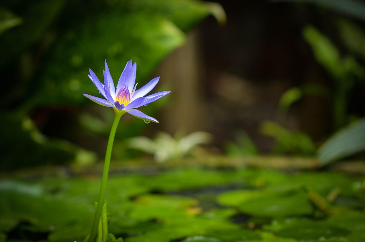 怡蓮上市，資本市場(chǎng)上的蓮花盛開