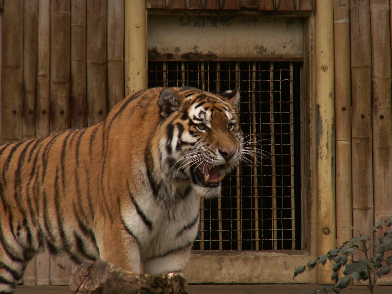 動(dòng)物園老虎傷人事件最新進(jìn)展深度解析與報(bào)告