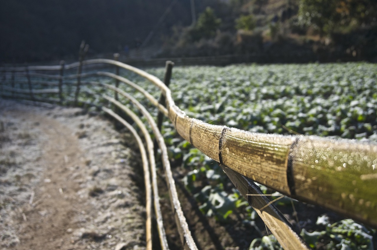 宜州資訊快報，城市動態(tài)與熱點全透視