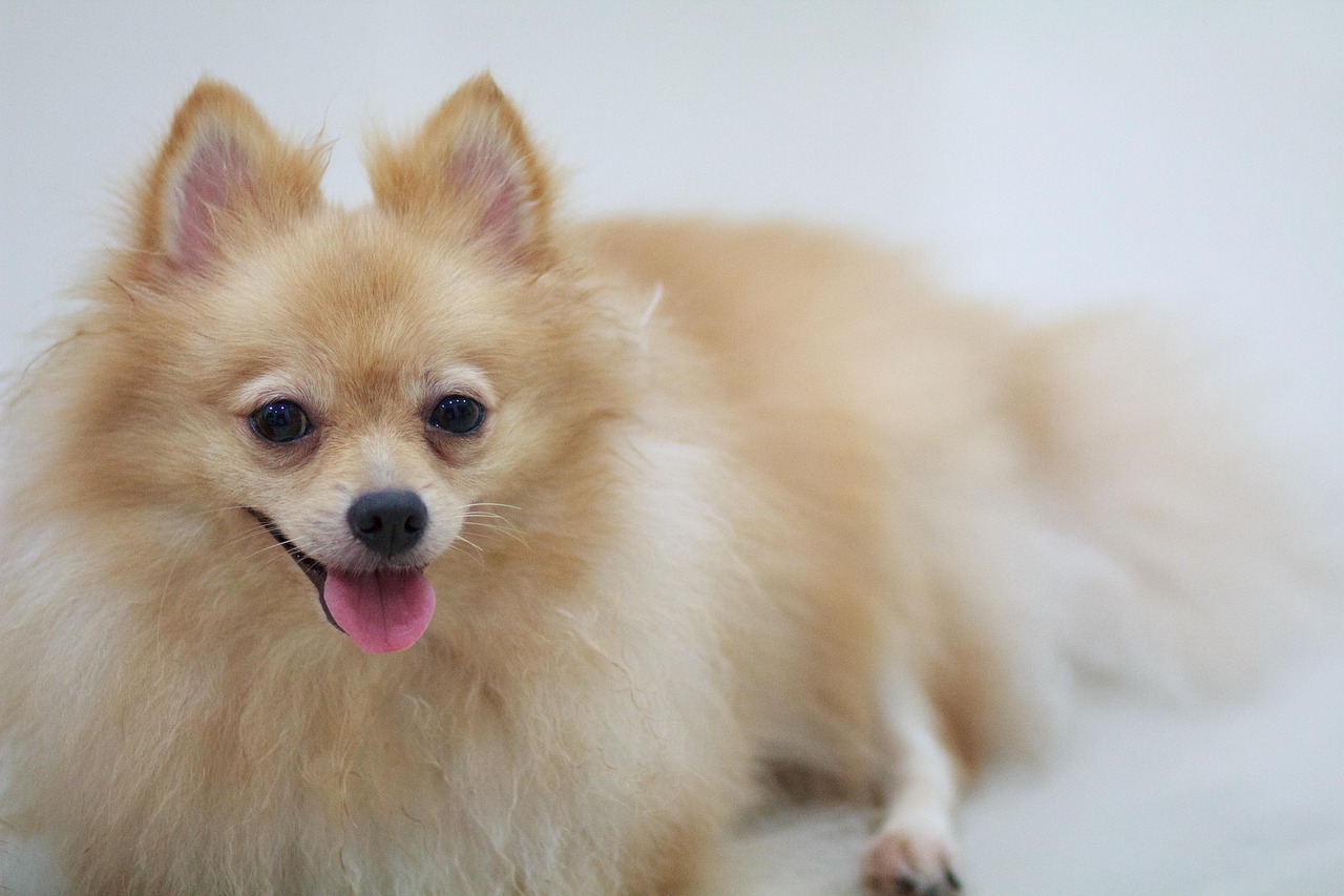 最新德國(guó)獵犬出售，品質(zhì)、品種與選擇的重要性