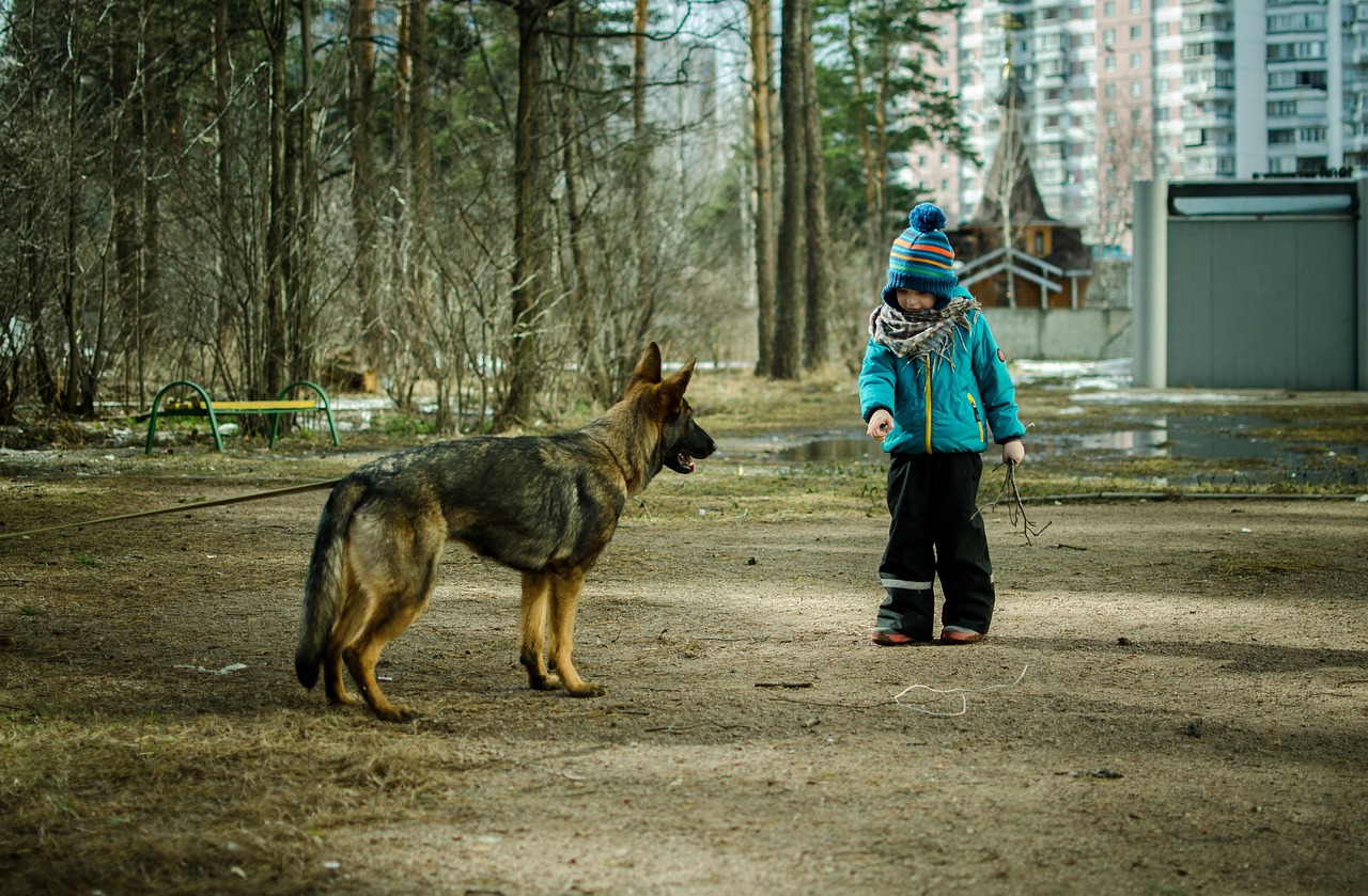 老人與狗，跨越時代的人犬情感傳奇電影