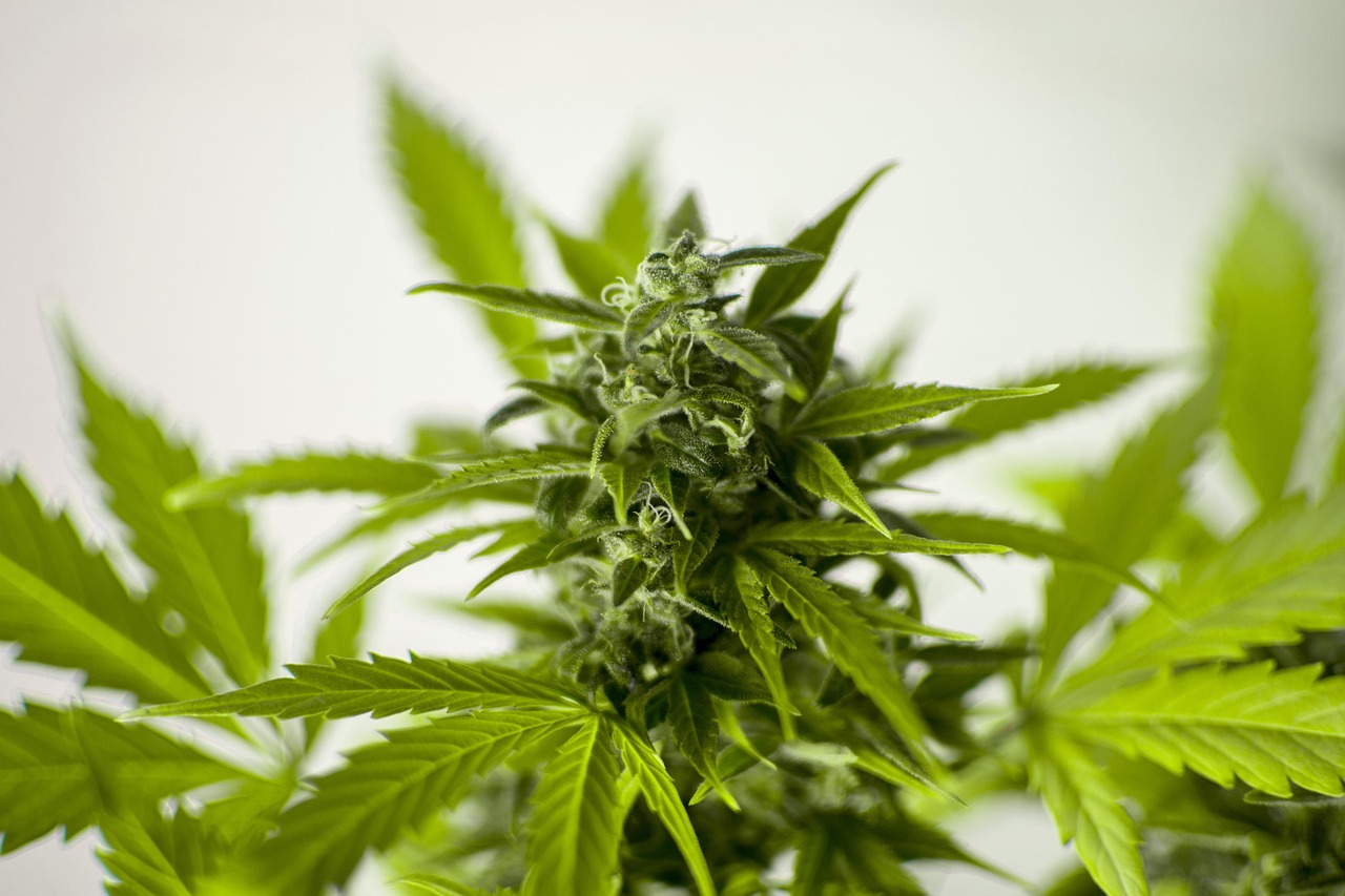 澳洲非法務工最新動態(tài)，挑戰(zhàn)與應對策略
