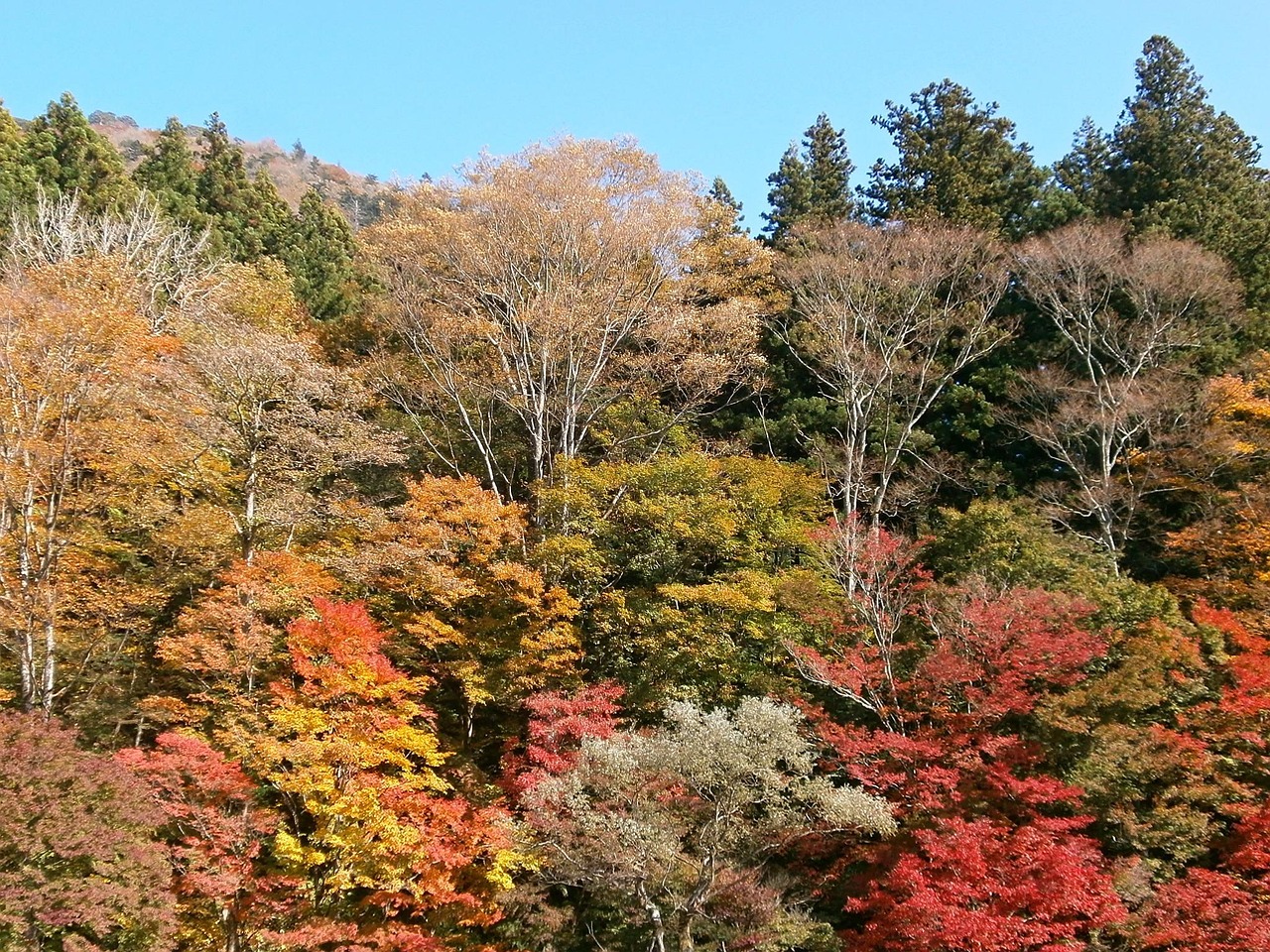 辰山植物園門票價格詳解及攻略