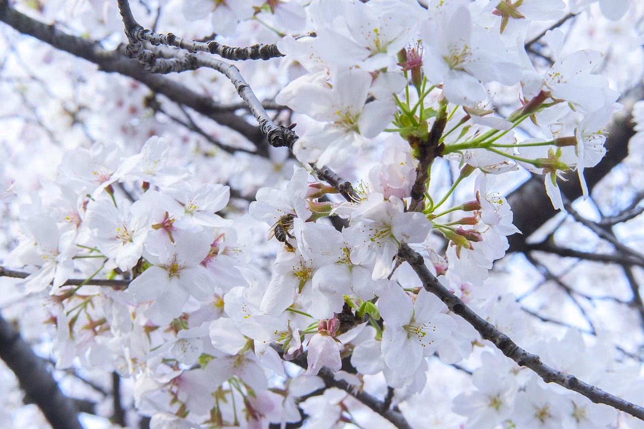 濟南中山公園擴建最新動態(tài)揭秘
