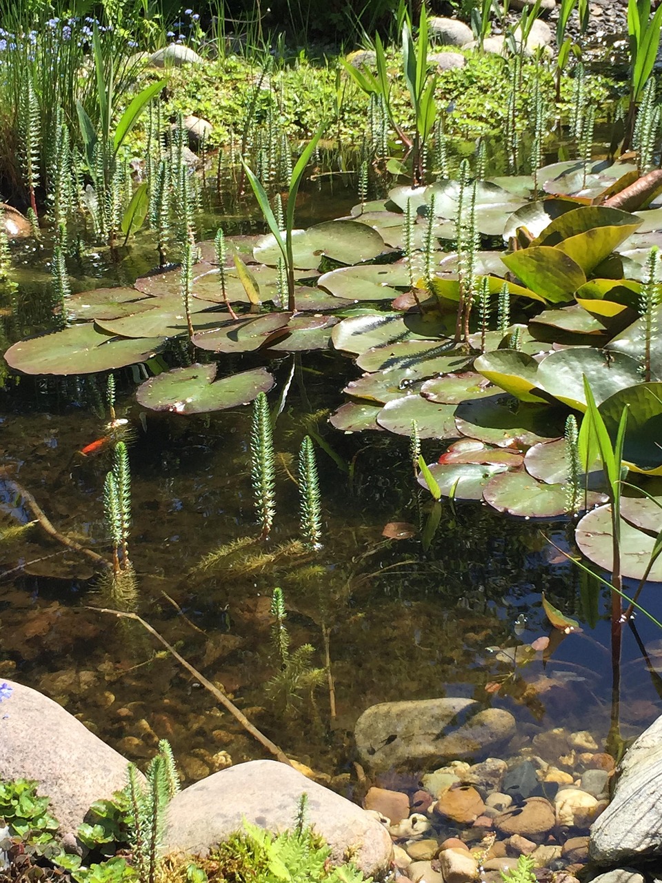 探索現(xiàn)代水資源管理，池子的動(dòng)態(tài)與關(guān)鍵要素