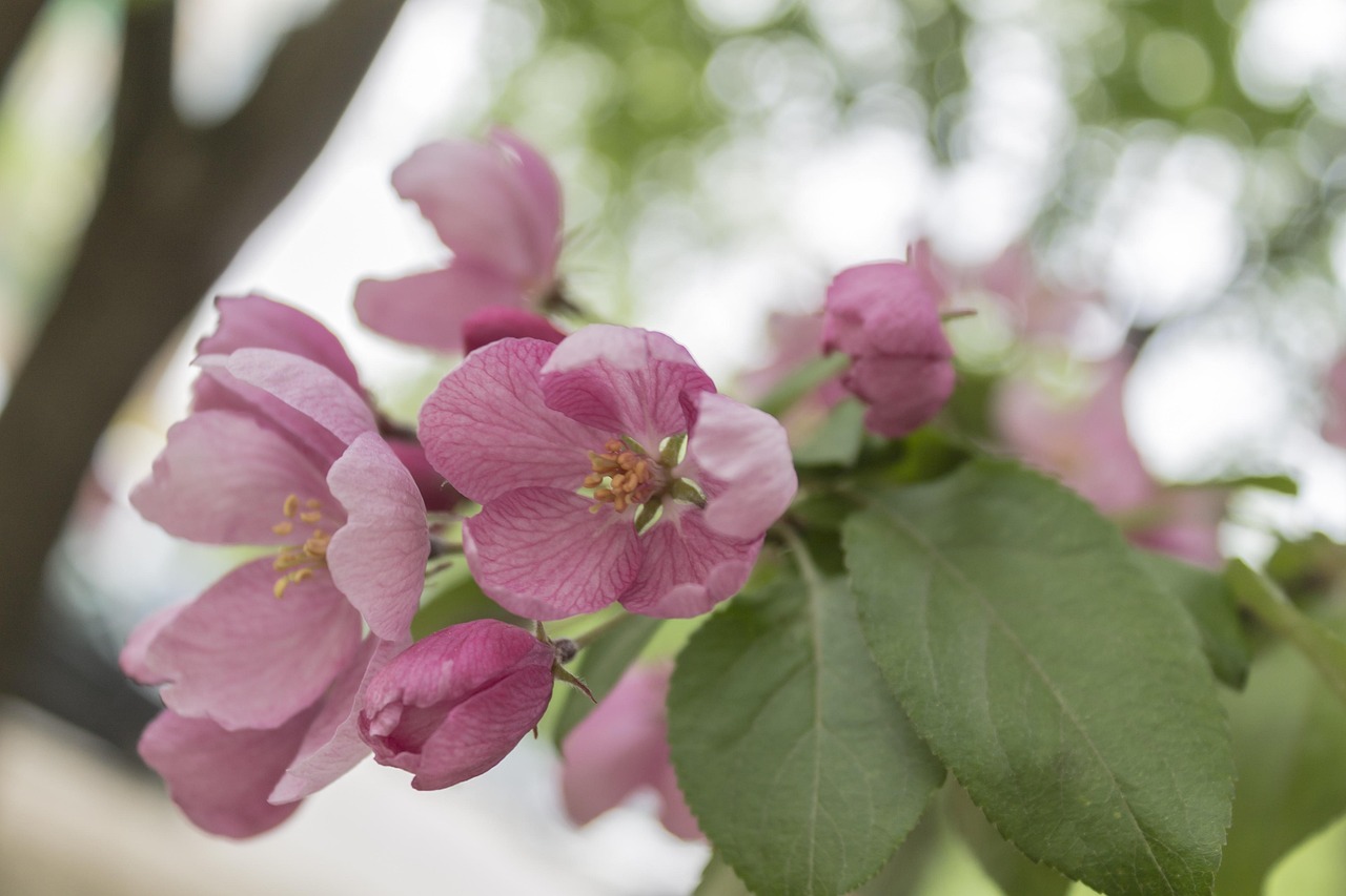 蘋果樹促花新技術(shù)及其應(yīng)用前景探討