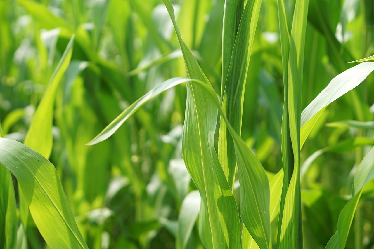 今年菠菜價(jià)格走勢(shì)預(yù)測(cè)及分析